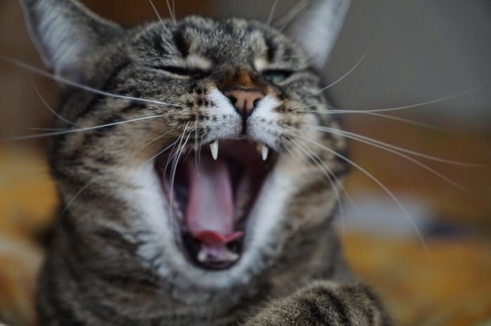 口を大きく開いた猫の写真